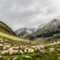 REDPRION organise une formation sur la pathologie ovine et caprine